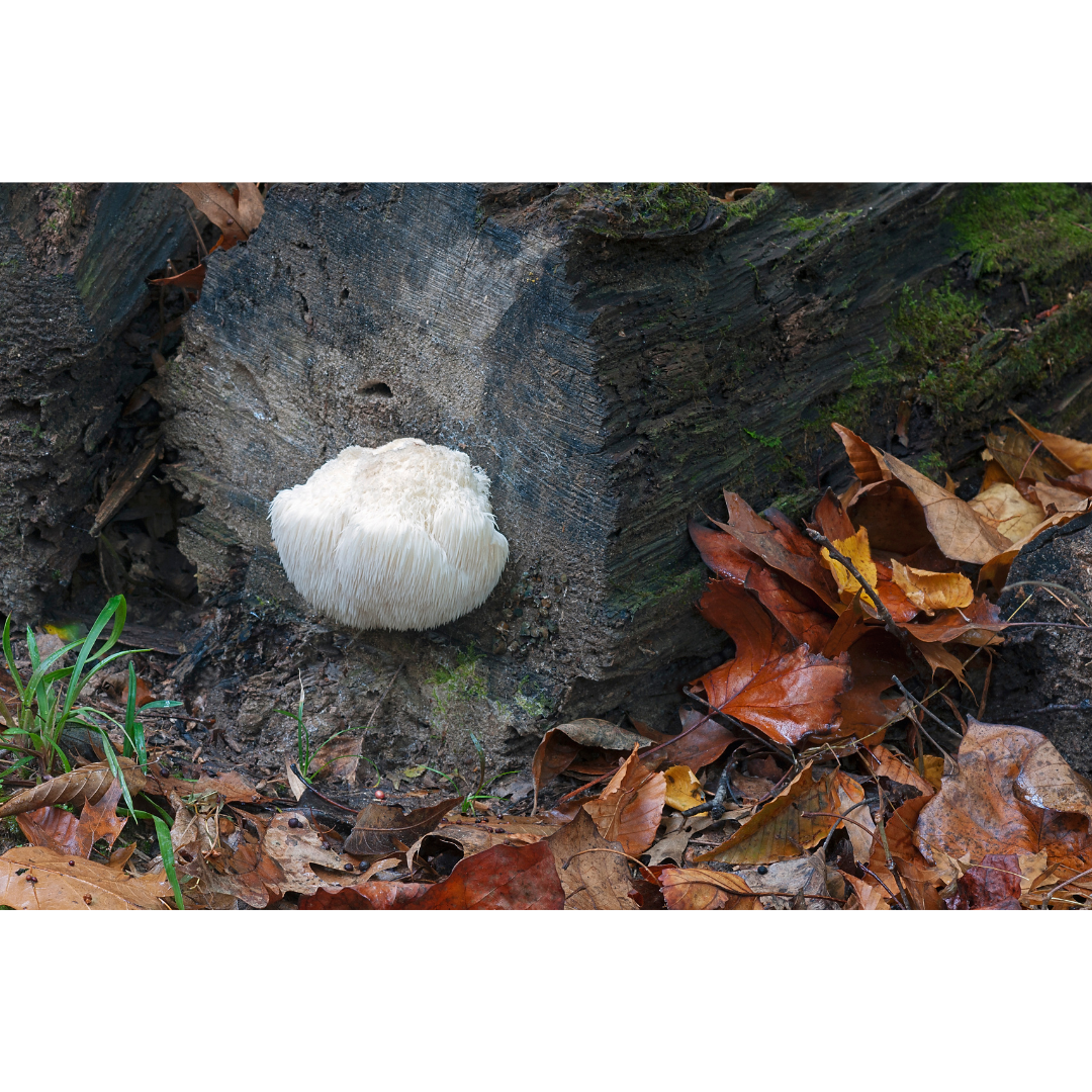 Lion's Mane Mushroom