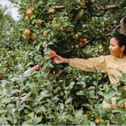 The Beginner's Guide to Foraging: Getting Started and Staying Safe